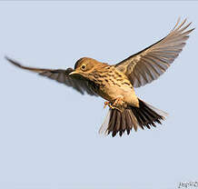 Pipit farlouse