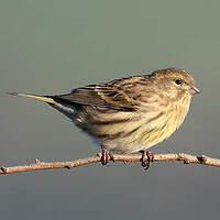 Serin cini