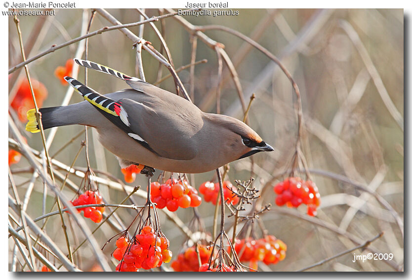 Bohemian Waxwing