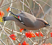 Bohemian Waxwing