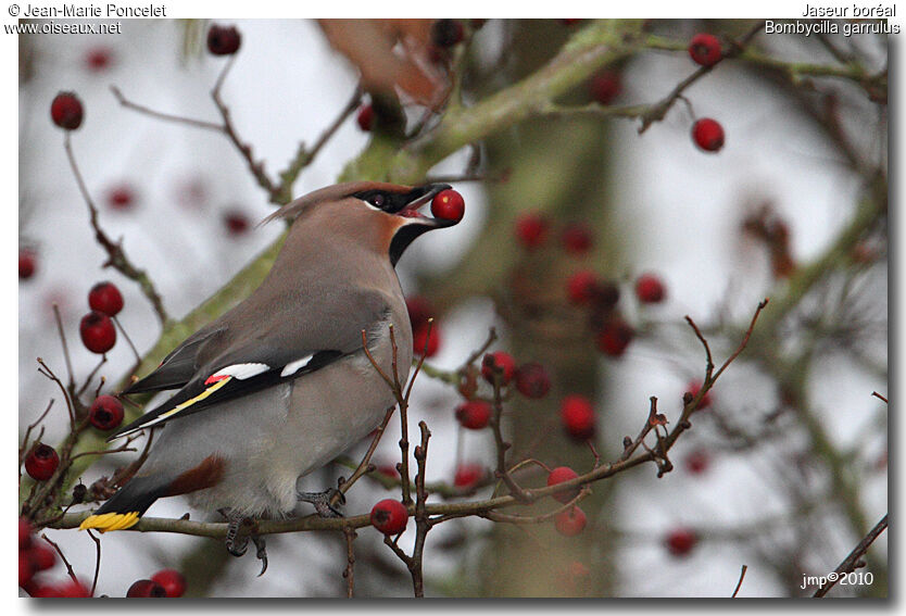 Bohemian Waxwing