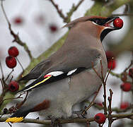 Bohemian Waxwing