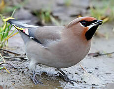 Bohemian Waxwing