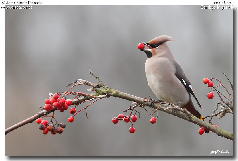 Bohemian Waxwing