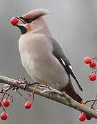 Bohemian Waxwing