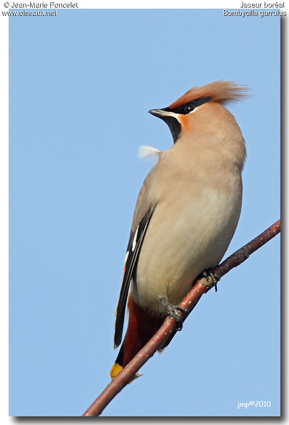 Bohemian Waxwing