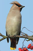 Bohemian Waxwing