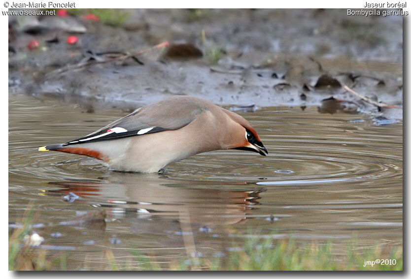 Bohemian Waxwing