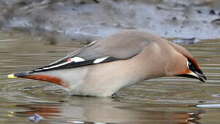 Bohemian Waxwing