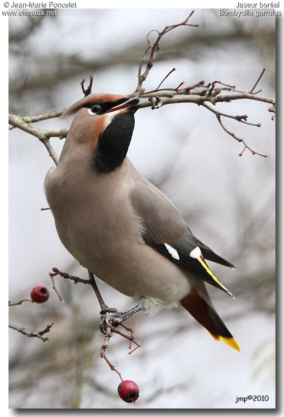 Bohemian Waxwing