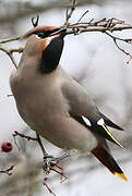 Bohemian Waxwing