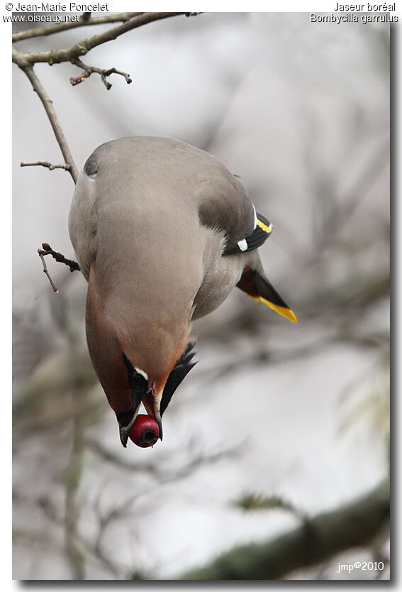 Bohemian Waxwing