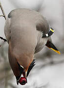 Bohemian Waxwing