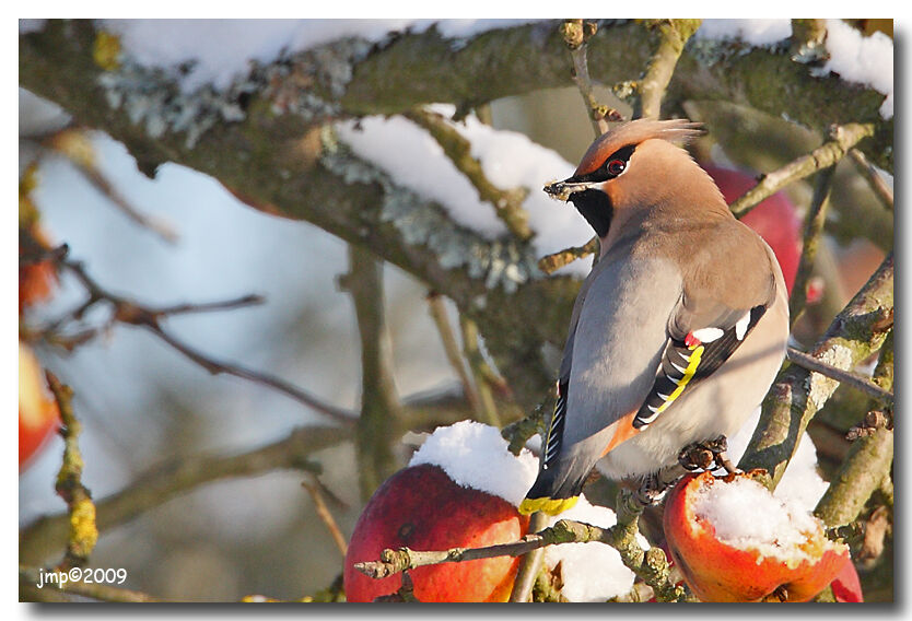 Bohemian Waxwing