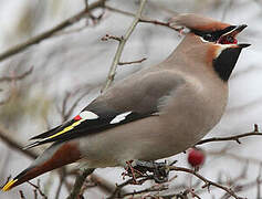 Bohemian Waxwing