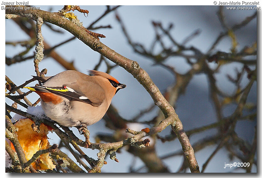 Bohemian Waxwing