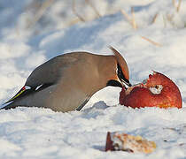 Bohemian Waxwing