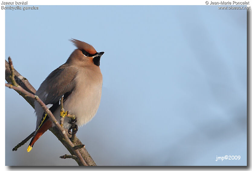 Bohemian Waxwing, identification