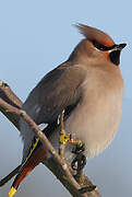 Bohemian Waxwing