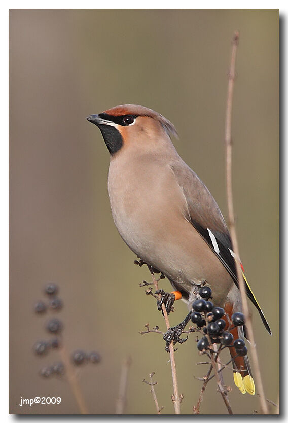 Bohemian Waxwing