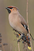 Bohemian Waxwing