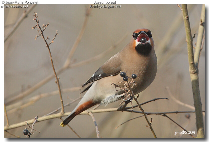 Bohemian Waxwing