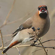 Bohemian Waxwing