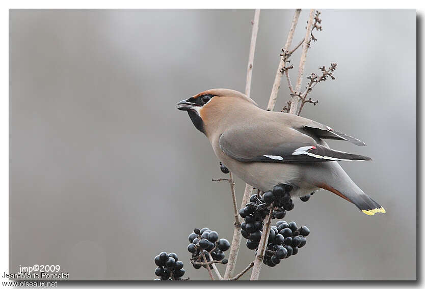 Bohemian Waxwing female adult, feeding habits