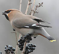 Bohemian Waxwing