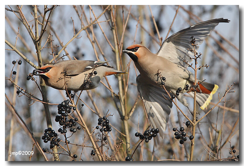 Bohemian Waxwing, Flight