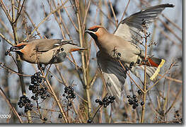 Bohemian Waxwing