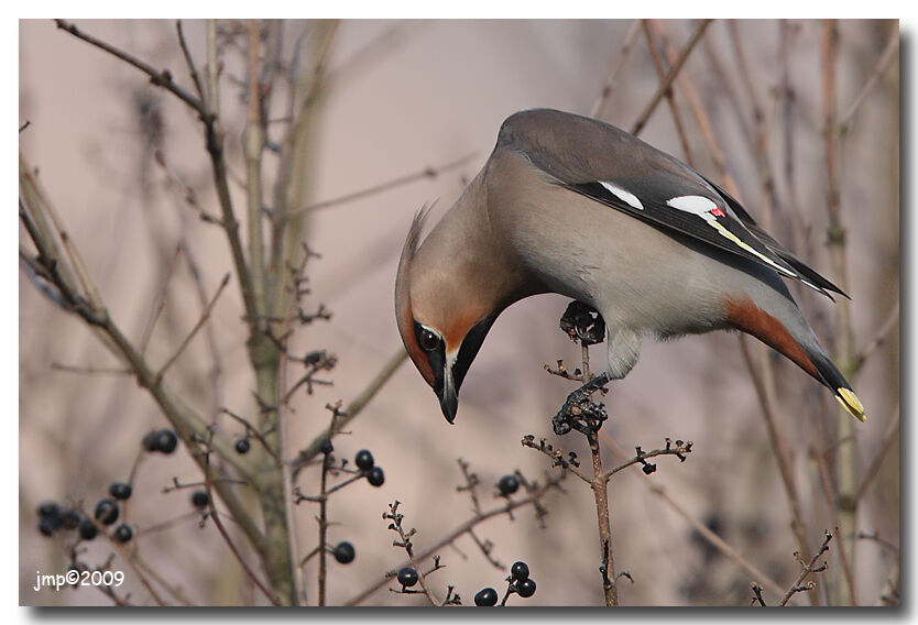 Bohemian Waxwing, identification