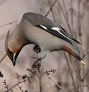 Bohemian Waxwing