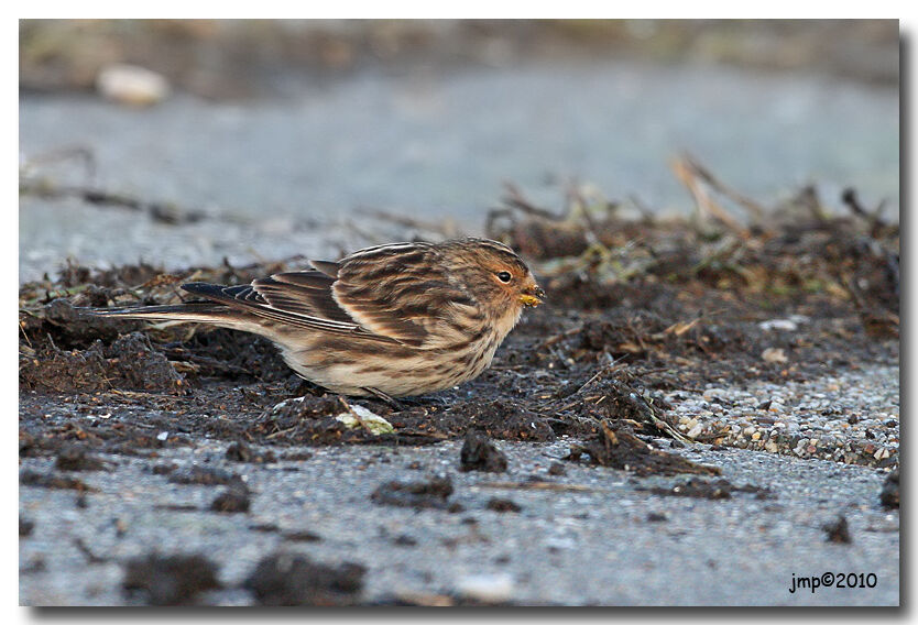 Twite