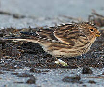 Twite