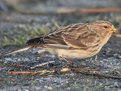 Twite