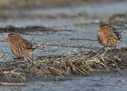 Twite