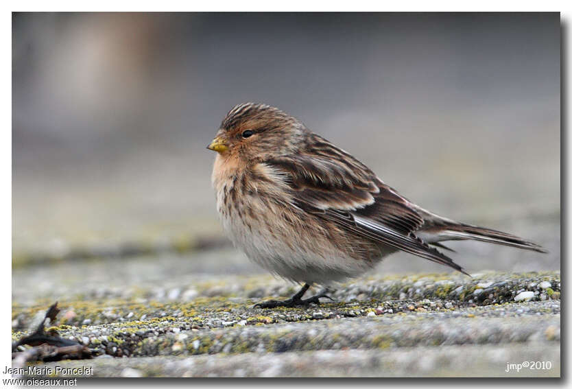 Twite male adult post breeding, identification