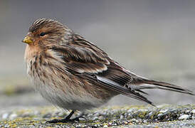 Twite