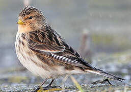 Twite