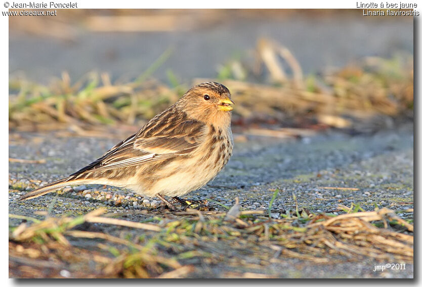 Twite