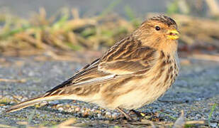 Twite