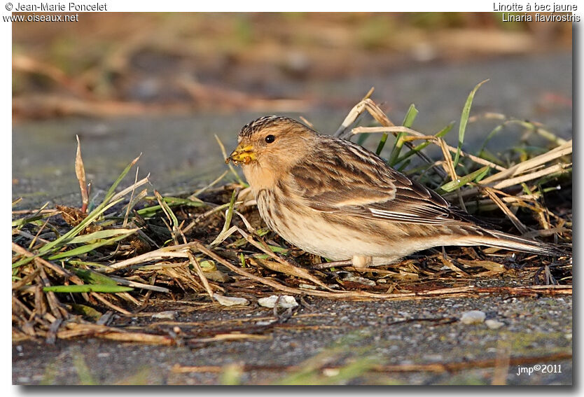 Twite