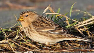 Twite