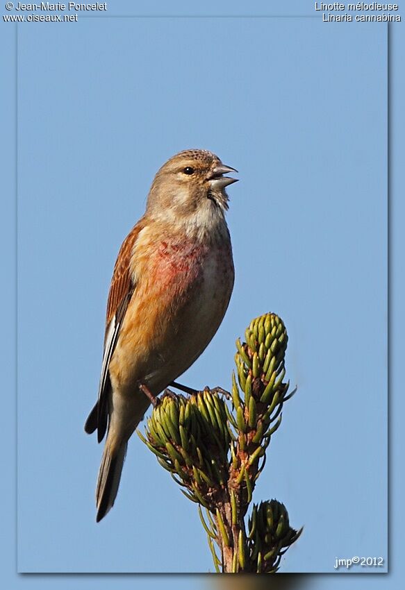 Linotte mélodieuse