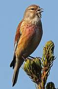 Common Linnet