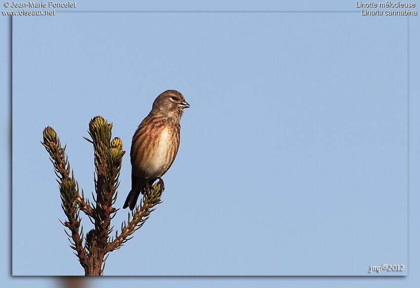 Common Linnet