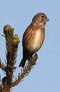 Common Linnet