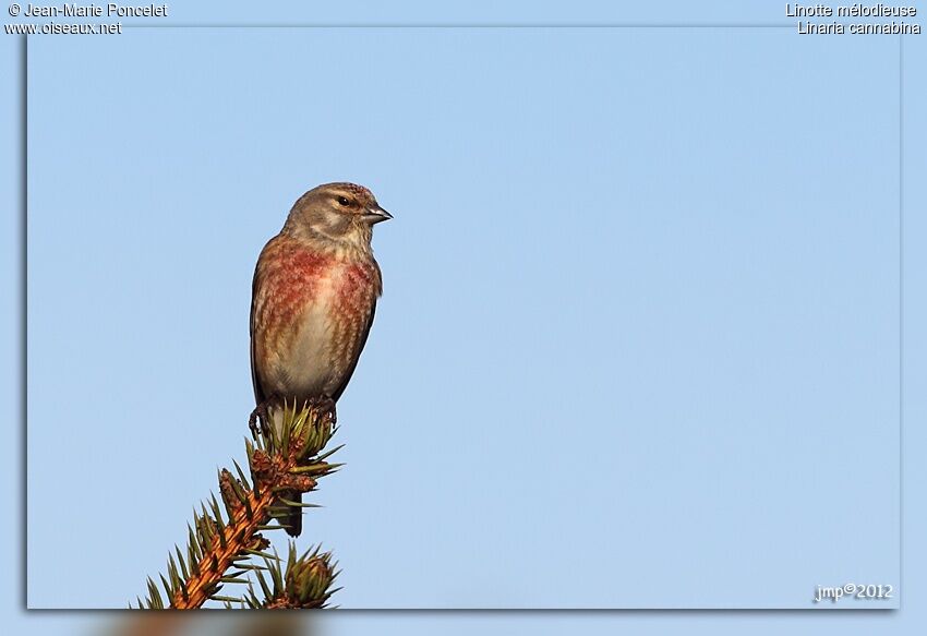 Common Linnet