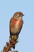 Common Linnet